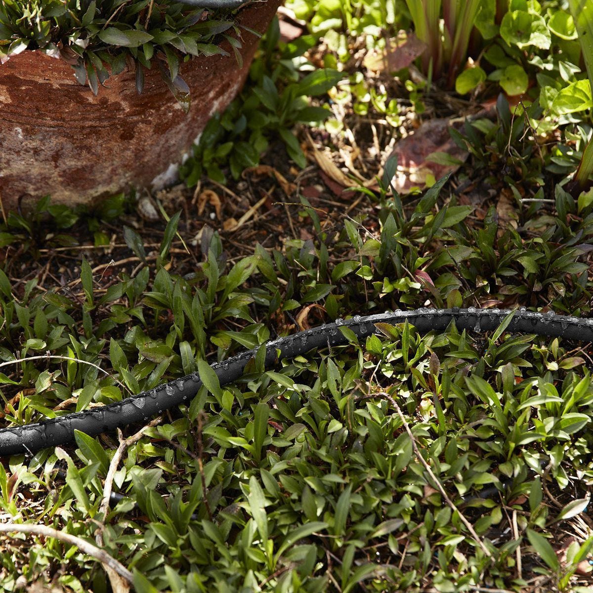 Drip irrigation system running through a garden bed with plants and stones.