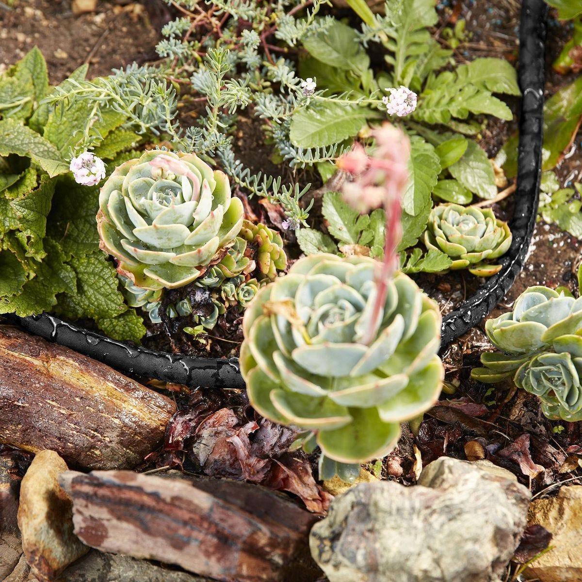 Close-up of succulents and small flowers in a natural setting with rocks and soil.